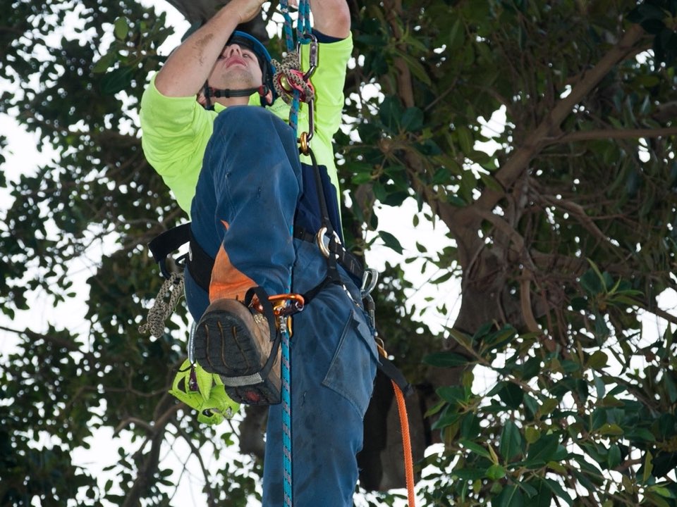 Qualified arborist working in a mature tree during a risk assessment in Dundee