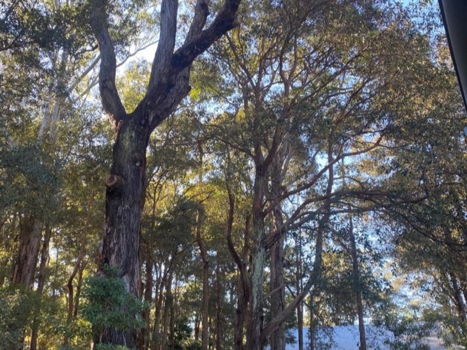 Mature trees in a Dundee parkland setting due for routine re-inspection